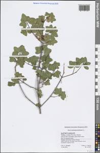 Клен монпелийский L., Зарубежная Азия (ASIA) (Турция)