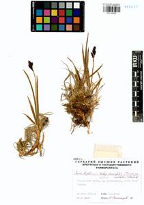 Carex bigelowii subsp. ensifolia (Turcz. ex Gorodkov) Holub, Сибирь, Прибайкалье и Забайкалье (S4) (Россия)