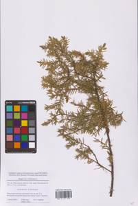 Можжевельник обыкновенный L., Восточная Европа, Московская область и Москва (E4a) (Россия)