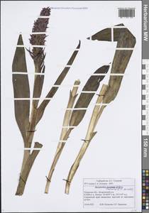 Пальчатокоренник кровавый (O.F.Müll.) P.D.Sell, Восточная Европа, Центральный район (E4) (Россия)