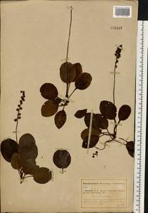 Грушанка малая L., Восточная Европа, Средневолжский район (E8) (Россия)