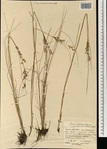 Ситник орхонский Novikov, Монголия (MONG) (Монголия)