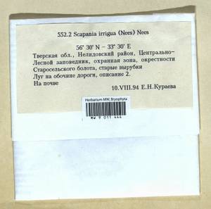 Scapania irrigua (Nees) Nees, Гербарий мохообразных, Мхи - Центральное Нечерноземье (B6) (Россия)