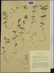 Stellaria ×hybrida Rouy & Foucaud, Западная Европа (EUR) (Италия)