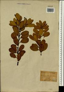 Cinnamomum daphnoides Sieb. & Zucc., Зарубежная Азия (ASIA) (Япония)