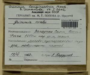 Grimmia longirostris Hook., Гербарий мохообразных, Мхи - Красноярский край, Тыва и Хакасия (B17) (Россия)