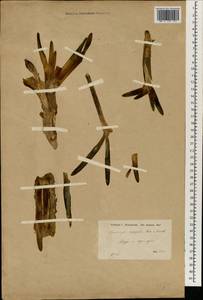 Sternbergia clusiana (Ker Gawl.) Ker Gawl. ex Spreng., Зарубежная Азия (ASIA) (Сирия)