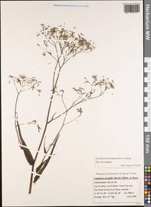 Ixeridium beauverdianum (H. Lév.) Spring., Зарубежная Азия (ASIA) (Вьетнам)