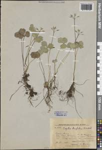 Коптис трехлистный (L.) Salisb., Сибирь, Дальний Восток (S6) (Россия)