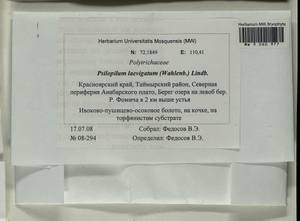 Psilopilum laevigatum (Wahlenb.) Lindb., Гербарий мохообразных, Мхи - Красноярский край, Тыва и Хакасия (B17) (Россия)