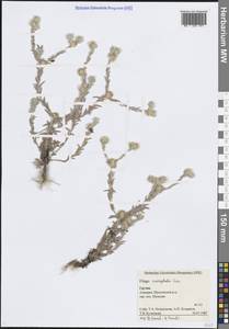 Жабник шерстистоголовый Guss., Кавказ, Грузия (K4) (Грузия)