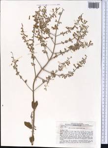 Salvia scrophulariifolia (Bunge) B.T.Drew, Средняя Азия и Казахстан, Памир и Памиро-Алай (M2) (Узбекистан)
