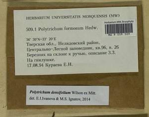 Polytrichum densifolium Wilson ex Mitt., Гербарий мохообразных, Мхи - Центральное Нечерноземье (B6) (Россия)
