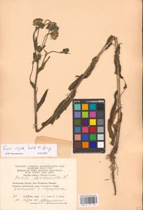 Picris hieracioides subsp. hieracioides, Восточная Европа, Восточный район (E10) (Россия)