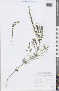 Вероника австрийская L., Восточная Европа, Центральный лесостепной район (E6) (Россия)