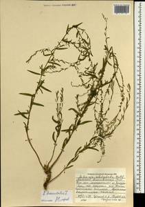 Artemisia dubia var. subdigitata (Mattf.) Y. R. Ling, Монголия (MONG) (Монголия)