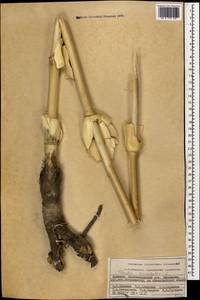 Ферула восточная L., Кавказ, Армения (K5) (Армения)