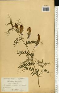 Горошек мышиный L., Восточная Европа, Центральный лесостепной район (E6) (Россия)