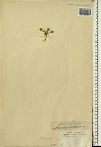 Mesembryanthemum, Африка (AFR) (ЮАР)