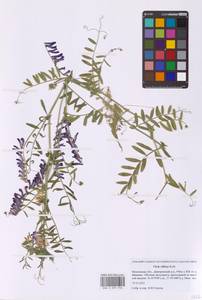 Горошек мохнатый Roth, Восточная Европа, Московская область и Москва (E4a) (Россия)