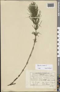 Хвощ полевой L., Восточная Европа, Московская область и Москва (E4a) (Россия)