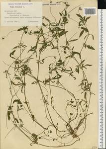 Фиалка трехцветная, Анютины глазки L., Восточная Европа, Латвия (E2b) (Латвия)