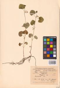 MHA 0 155 825, Будра плющевидная L., Восточная Европа, Центральный лесостепной район (E6) (Россия)