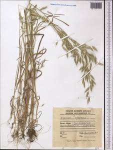 Костер, Средняя Азия и Казахстан, Джунгарский Алатау и Тарбагатай (M5) (Казахстан)