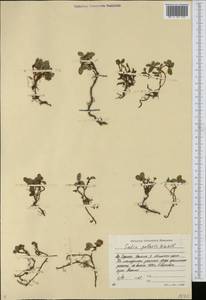 Ива полярная Wahlenb., Сибирь, Якутия (S5) (Россия)