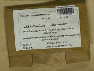 Schistidium flaccidum (De Not.) Ochyra, Гербарий мохообразных, Мхи - Северный Кавказ и Предкавказье (B12) (Россия)