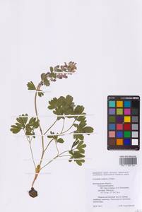 Хохлатка плотная (L.) Clairv., Восточная Европа, Центральный лесостепной район (E6) (Россия)