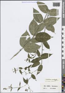 Ластовень Шмальгаузена (Kusn.) Litv., Кавказ, Ставропольский край, Карачаево-Черкесия, Кабардино-Балкария (K1b) (Россия)