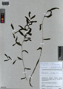 Potamogeton × nitens Weber, Сибирь, Алтай и Саяны (S2) (Россия)