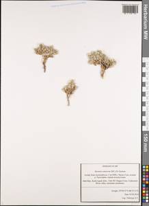 Stevenia canescens (DC.) D. A. German, Сибирь, Алтай и Саяны (S2) (Россия)