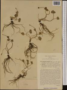 Ranunculus brevifolius Ten., Западная Европа (EUR) (Италия)