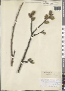 Ива козья L., Кавказ, Северная Осетия, Ингушетия и Чечня (K1c) (Россия)