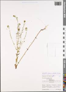 Неслия метельчатая (L.) Desv., Восточная Европа, Средневолжский район (E8) (Россия)