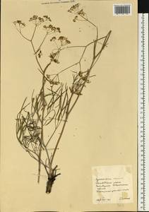 Apiaceae, Восточная Европа, Северо-Украинский район (E11) (Украина)