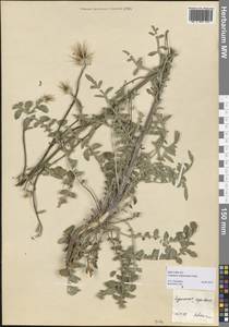 Psephellus sintenisii (Freyn) Ertugrul & Uysal, Средняя Азия и Казахстан, Копетдаг, Бадхыз, Малый и Большой Балхан (M1) (Туркмения)