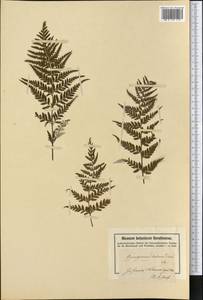 Pityrogramma ebenea (L.) Proctor, Америка (AMER) (Виргинские Острова (США))
