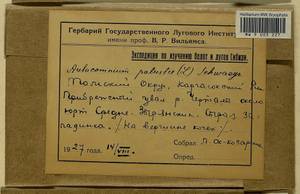 Aulacomnium palustre (Hedw.) Schwägr., Гербарий мохообразных, Мхи - Западная Сибирь (включая Алтай) (B15) (Россия)