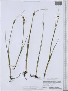 Ситник каштановый Sm., Сибирь, Чукотка и Камчатка (S7) (Россия)