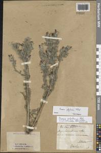 Оносма многоцветная Klokov, Восточная Европа, Восточный район (E10) (Россия)