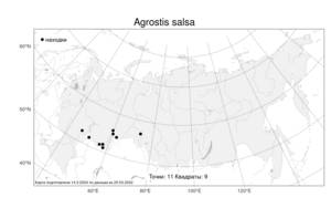 Agrostis salsa, Полевица солончаковая Korsh., Атлас флоры России (FLORUS) (Россия)