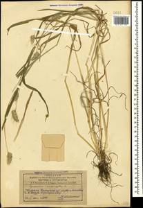Falona echinata (L.) Dumort., Кавказ, Азербайджан (K6) (Азербайджан)
