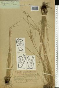 Овсяница макутринская Zapal., Восточная Европа, Центральный лесной район (E5) (Россия)