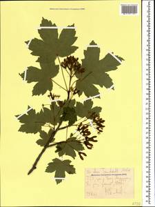Acer heldreichii subsp. trautvetteri (Medw.) A.E.Murray, Кавказ, Ставропольский край, Карачаево-Черкесия, Кабардино-Балкария (K1b) (Россия)