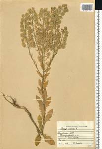 Ярутка полевая L., Восточная Европа, Средневолжский район (E8) (Россия)