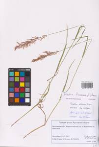 Трищетинник желтоватый (L.) P.Beauv., Восточная Европа, Центральный лесной район (E5) (Россия)