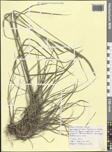 Тимофеевка мохнатая Honck., Кавказ, Черноморское побережье (от Новороссийска до Адлера) (K3) (Россия)